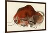 Prehistoric Cave Painting of a Charging Buffalo, Altamira, Spain-null-Framed Giclee Print