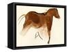 Prehistoric Cave Painting of a Horse with Foal, Altamira, Spain-null-Framed Stretched Canvas