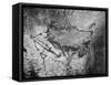 Prehistoric Cave Painting of a Hunting Scene-Ralph Morse-Framed Stretched Canvas