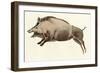 Prehistoric Cave Painting of a Wild Boar, Altamira, Spain-null-Framed Giclee Print