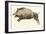 Prehistoric Cave Painting of a Wild Boar, Altamira, Spain-null-Framed Giclee Print