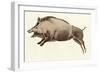 Prehistoric Cave Painting of a Wild Boar, Altamira, Spain-null-Framed Giclee Print