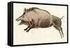 Prehistoric Cave Painting of a Wild Boar, Altamira, Spain-null-Framed Stretched Canvas