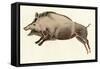 Prehistoric Cave Painting of a Wild Boar, Altamira, Spain-null-Framed Stretched Canvas