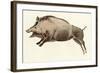 Prehistoric Cave Painting of a Wild Boar, Altamira, Spain-null-Framed Giclee Print