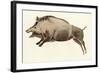 Prehistoric Cave Painting of a Wild Boar, Altamira, Spain-null-Framed Giclee Print