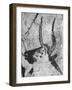 Prehistoric Cave Painting of an Animal-Ralph Morse-Framed Photographic Print