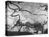 Prehistoric Cave Painting of an Animal-Ralph Morse-Stretched Canvas