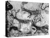 Prehistoric Cave Painting of Animals-Ralph Morse-Stretched Canvas