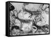 Prehistoric Cave Painting of Animals-Ralph Morse-Framed Stretched Canvas