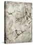 Prehistoric Cave Painting-Kennis and Kennis-Stretched Canvas