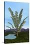 Prehistoric Era Pachypteris Tree-Stocktrek Images-Stretched Canvas