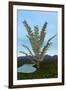 Prehistoric Era Pachypteris Tree-Stocktrek Images-Framed Art Print
