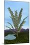 Prehistoric Era Pachypteris Tree-Stocktrek Images-Mounted Art Print