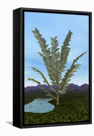 Prehistoric Era Pachypteris Tree-Stocktrek Images-Framed Stretched Canvas