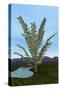 Prehistoric Era Pachypteris Tree-Stocktrek Images-Stretched Canvas