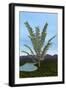 Prehistoric Era Pachypteris Tree-Stocktrek Images-Framed Art Print