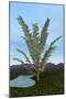 Prehistoric Era Pachypteris Tree-Stocktrek Images-Mounted Art Print