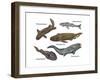 Prehistoric Fishes, Illustration-Gwen Shockey-Framed Art Print