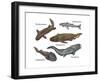 Prehistoric Fishes, Illustration-Gwen Shockey-Framed Art Print