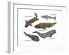 Prehistoric Fishes, Illustration-Gwen Shockey-Framed Art Print