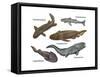 Prehistoric Fishes, Illustration-Gwen Shockey-Framed Stretched Canvas