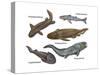 Prehistoric Fishes, Illustration-Gwen Shockey-Stretched Canvas