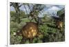 Prehistoric Glyptodonts Graze on Grassy Plains. an Eremotherium Is in the Background-null-Framed Premium Giclee Print