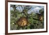 Prehistoric Glyptodonts Graze on Grassy Plains. an Eremotherium Is in the Background-null-Framed Art Print