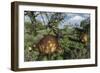 Prehistoric Glyptodonts Graze on Grassy Plains. an Eremotherium Is in the Background-null-Framed Premium Giclee Print