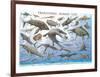 Prehistoric Marine Life-null-Framed Premium Giclee Print