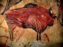 Prehistoire, Art Du Paleolithique Superieur : Un Bison Ou Auroch, Peinture Parietale Dans La Grotte-Prehistoric Prehistoric-Giclee Print