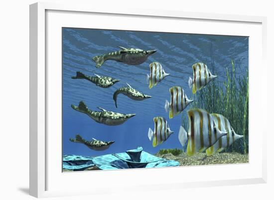 Prehistoric Pteraspis Jawless Fish Swimming with a Group of Chelmon Butterflyfish-null-Framed Art Print