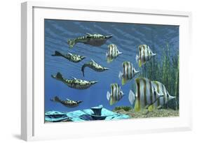 Prehistoric Pteraspis Jawless Fish Swimming with a Group of Chelmon Butterflyfish-null-Framed Art Print