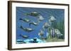 Prehistoric Pteraspis Jawless Fish Swimming with a Group of Chelmon Butterflyfish-null-Framed Art Print