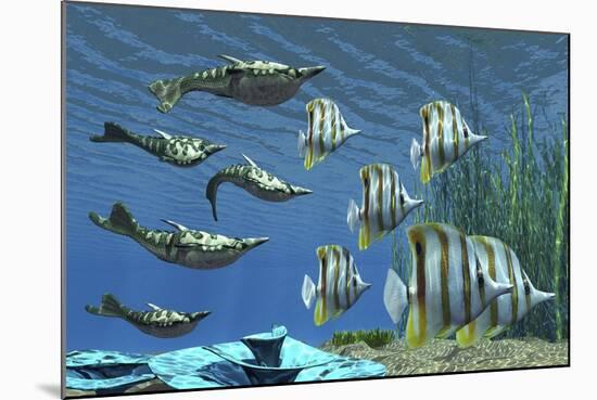 Prehistoric Pteraspis Jawless Fish Swimming with a Group of Chelmon Butterflyfish-null-Mounted Art Print