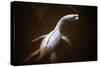 Prehistoric Reconstruction: Plesiosaurus Macrocephalus-null-Stretched Canvas