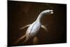 Prehistoric Reconstruction: Plesiosaurus Macrocephalus-null-Mounted Photographic Print