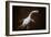 Prehistoric Reconstruction: Plesiosaurus Macrocephalus-null-Framed Photographic Print