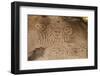 Prehistoric Rock Engravings of Taino Culturedominican Republic-Reinhard Dirscherl-Framed Photographic Print