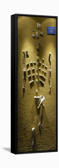 Prehistory, Paleolithic, Lucy Skeleton, Reproduction-null-Framed Stretched Canvas