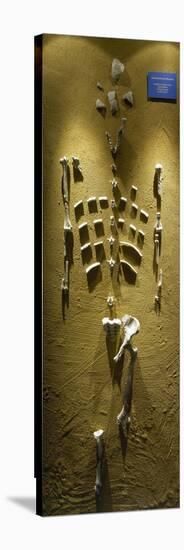 Prehistory, Paleolithic, Lucy Skeleton, Reproduction-null-Stretched Canvas