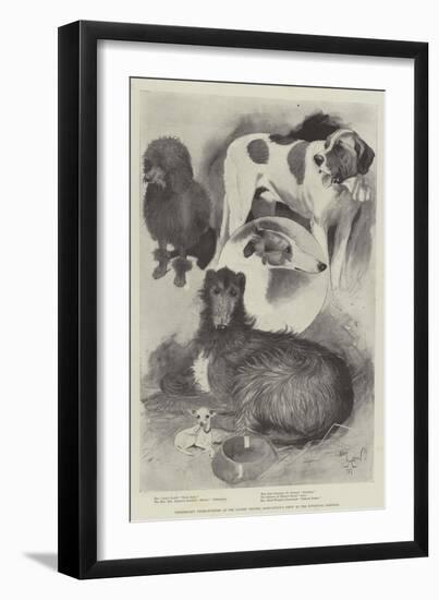 Premiership Prize-Winners at the Ladies' Kennel Association's Show at the Botanical Gardens-Cecil Aldin-Framed Giclee Print