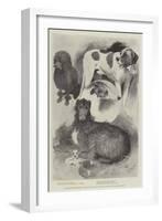 Premiership Prize-Winners at the Ladies' Kennel Association's Show at the Botanical Gardens-Cecil Aldin-Framed Giclee Print