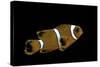 Premnas Biaculeatus (Maroon Clownfish, Spine-Cheeked Clownfish)-Paul Starosta-Stretched Canvas