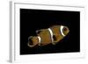 Premnas Biaculeatus (Maroon Clownfish, Spine-Cheeked Clownfish)-Paul Starosta-Framed Photographic Print