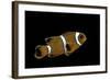 Premnas Biaculeatus (Maroon Clownfish, Spine-Cheeked Clownfish)-Paul Starosta-Framed Photographic Print