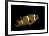 Premnas Biaculeatus (Maroon Clownfish, Spine-Cheeked Clownfish)-Paul Starosta-Framed Photographic Print