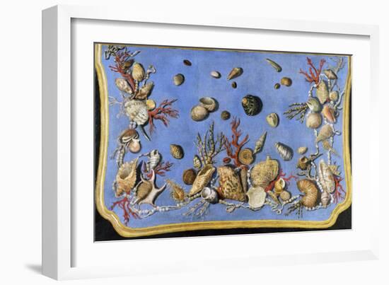 Preparatory Painting for Floor Console Decorated with Shells and Corals, 1760-Giuseppe Zocchi-Framed Giclee Print