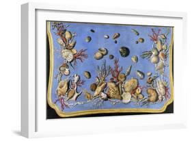 Preparatory Painting for Floor Console Decorated with Shells and Corals, 1760-Giuseppe Zocchi-Framed Giclee Print